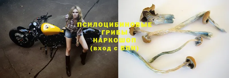 Галлюциногенные грибы Magic Shrooms  наркошоп  Люберцы 